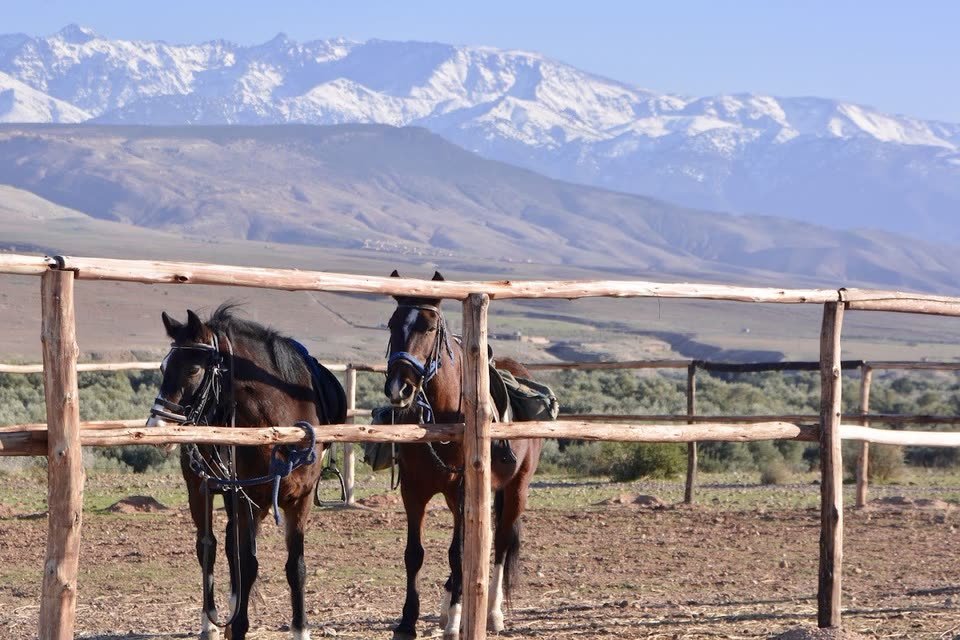 Horses at Kasbah Beldi with the snow-capped Atlas behind